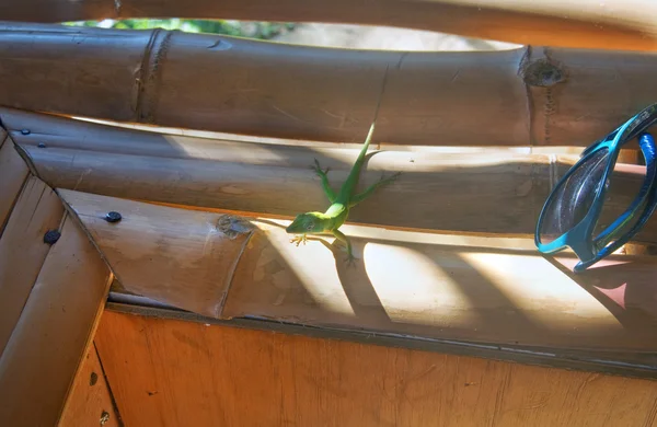 Um pequeno lagarto verde sentado em uma parede de bambu — Fotografia de Stock