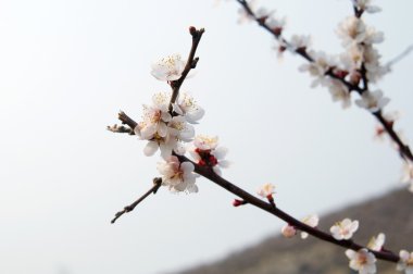 Beyaz-pembe kiraz çiçeği yumuşak fotoğraf. bokeh