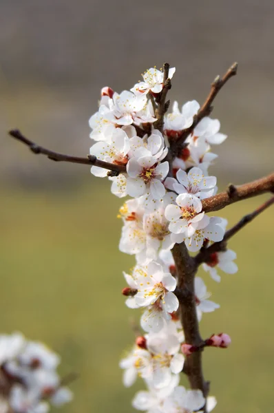 Fehér-rózsaszín puha fotó cseresznyevirág. Bokeh — Stock Fotó