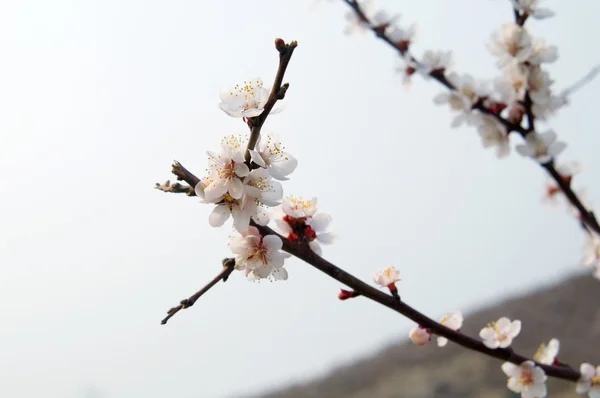 Zachte foto's voor wit-roze kersenbloesem. bokeh — Stockfoto