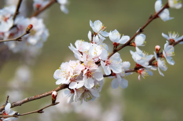 Stock image Soft photo of White-pink cherry blossom. Bokeh