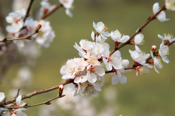 Fehér-rózsaszín puha fotó cseresznyevirág. Bokeh — Stock Fotó