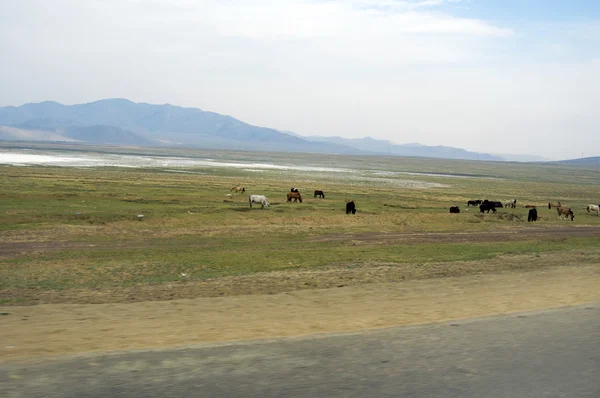 Cielo blu sulle vaste steppe mongole — Foto Stock