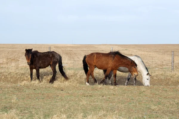Mongoolse paarden zijn grazen op de steppe — Stockfoto