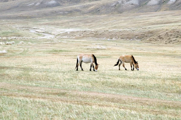 Przewalski häst i en betesmark i mongoliska stäppen — Stockfoto