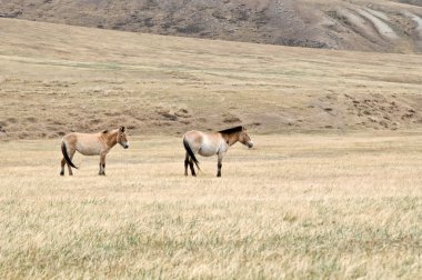 Moğol bozkır bir mera Przewalski atının