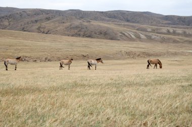 Moğol bozkır bir mera Przewalski atının