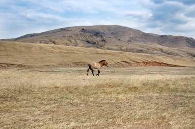 Moğol bozkır bir mera Przewalski atının