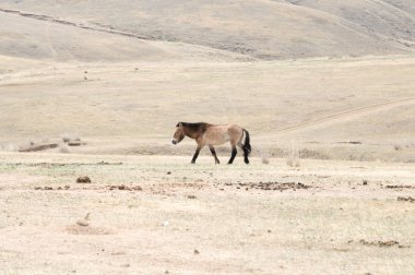 Moğol bozkır bir mera Przewalski atının