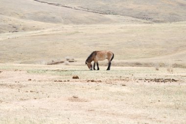 Moğol bozkır bir mera Przewalski atının