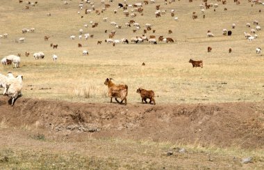 Shaggy Mongoolse koeien grazen in de Mongoolse steppe