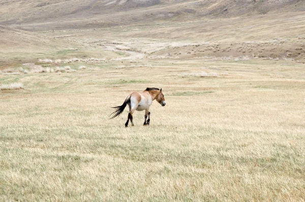Cavallo di Przewalski in un pascolo nella steppa mongola — Foto Stock