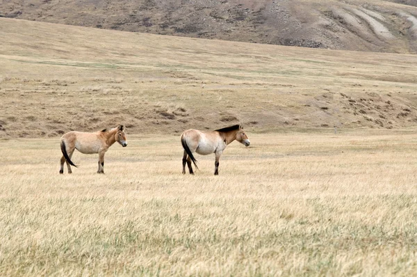 Kůň Převalského v pastviny v mongolské stepi — Stock fotografie