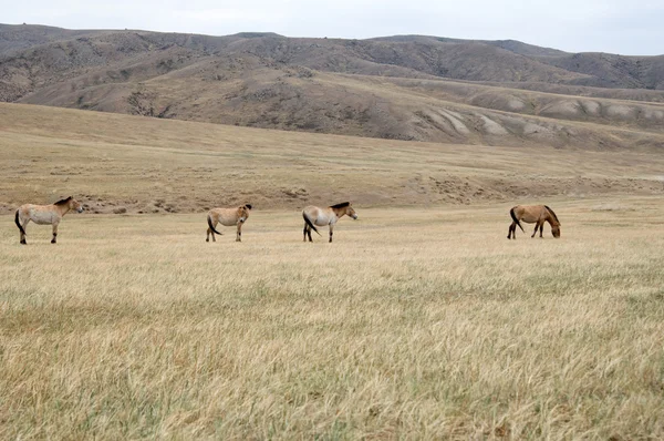 Пржевальская лошадь на пастбище в монгольской степи — стоковое фото