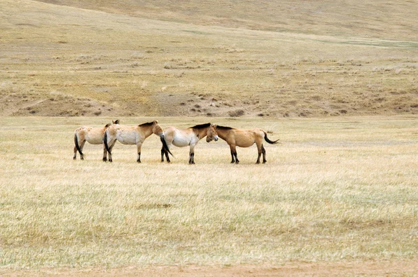 Пржевальская лошадь на пастбище в монгольской степи — стоковое фото