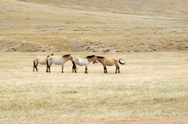 Przewalski Paard in een weiland in de Mongoolse steppe — Stockfoto