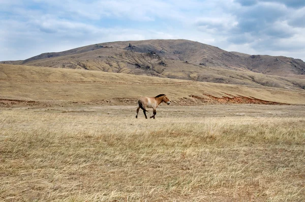 Cavallo di Przewalski in un pascolo nella steppa mongola — Foto Stock