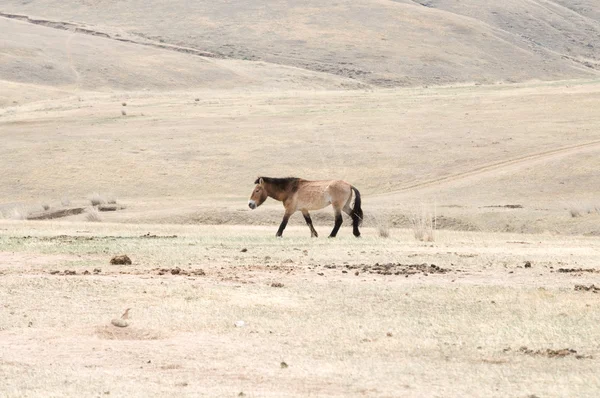 몽골 대초원에서 목장에 Przewalski 말 — 스톡 사진