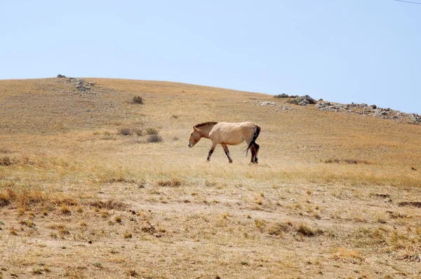 Cavalo Przewalski em um pasto na estepe mongol — Fotografia de Stock