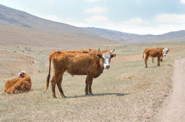 Shaggy mongoliska kor som betar i den mongoliska stäppen — Stockfoto
