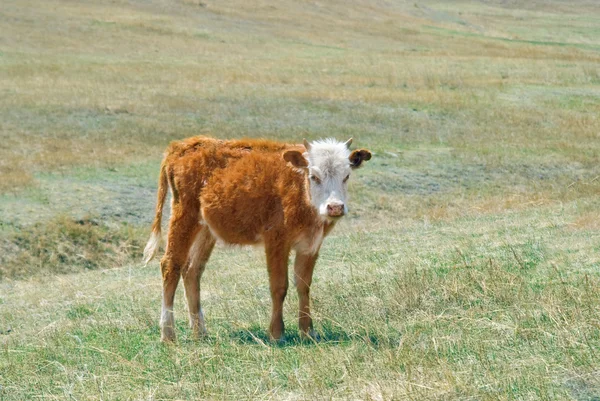 Vacas mongóis peludas pastando na estepe mongol — Fotografia de Stock