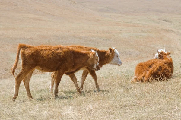 Лохматые монгольские коровы пасутся в монгольской степи — стоковое фото