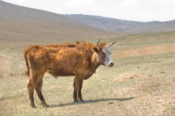 Shaggy Mongoolse koeien grazen in de Mongoolse steppe — Stok fotoğraf