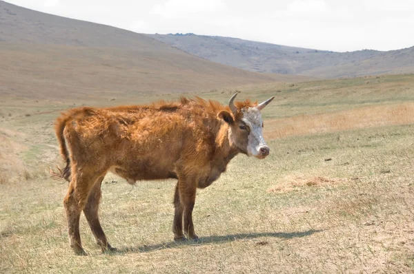 Shaggy mongoliska kor som betar i den mongoliska stäppen — Stockfoto