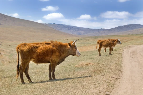 Shaggy Mongoolse koeien grazen in de Mongoolse steppe — Stok fotoğraf