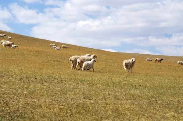 Bozontos mongol tehenek a mongol pusztai legeltetés — Stock Fotó