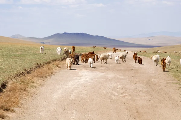 Vacas lanudas de Mongolia pastando en la estepa de Mongolia —  Fotos de Stock
