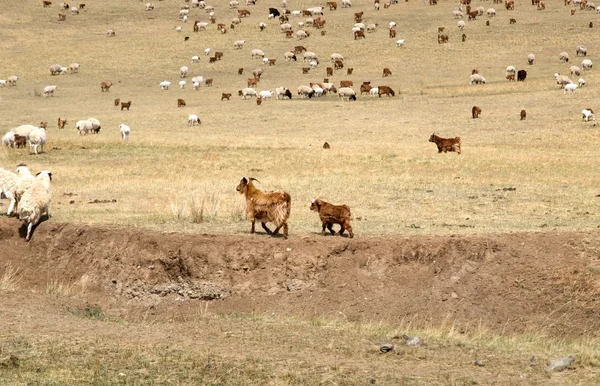 Vacas mongóis peludas pastando na estepe mongol — Fotografia de Stock