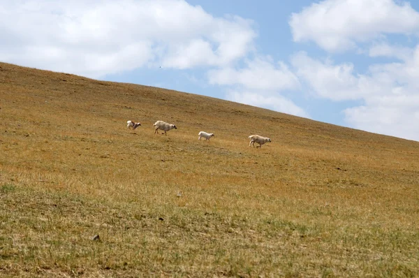 Stock image Mongolian steppe