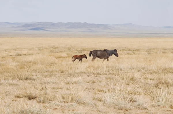 Moğol atları bozkırda otlatma — Stok fotoğraf