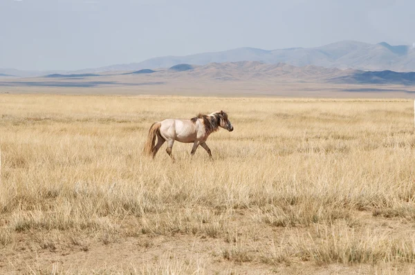 Mongolské koně jsou pasoucí se na stepi — Stock fotografie