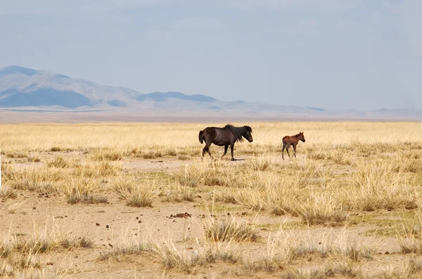 Mongoliska hästar betar på stäppen — Stockfoto