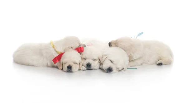Klein schattig gouden retriever pup, geïsoleerd op witte achtergrond — Stockfoto