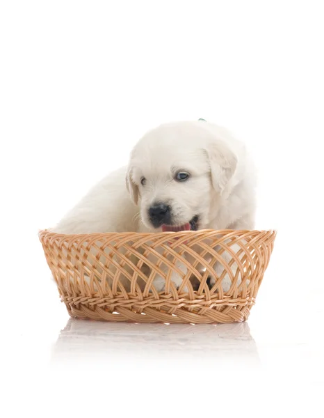 stock image Small cute golden retriever puppy, isolated on white background