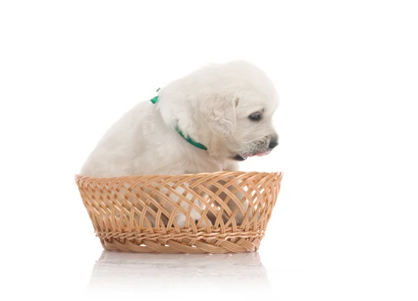 stock image Small cute golden retriever puppy, isolated on white background