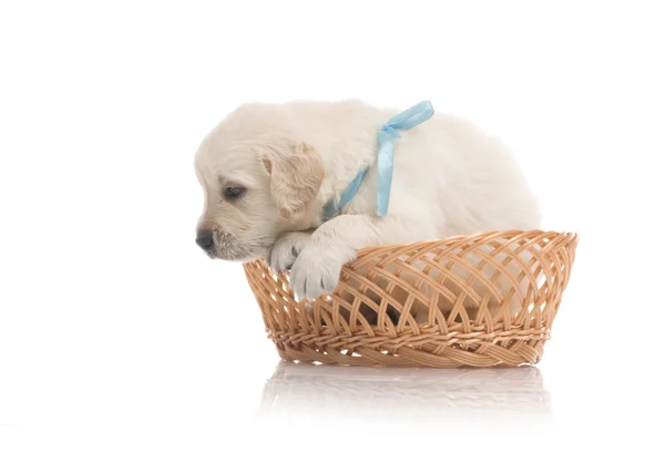 Pequeño lindo cachorro golden retriever, aislado sobre fondo blanco —  Fotos de Stock
