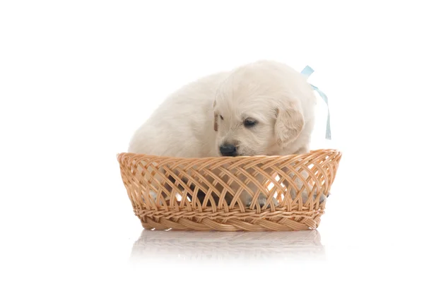 stock image Small cute golden retriever puppy, isolated on white background