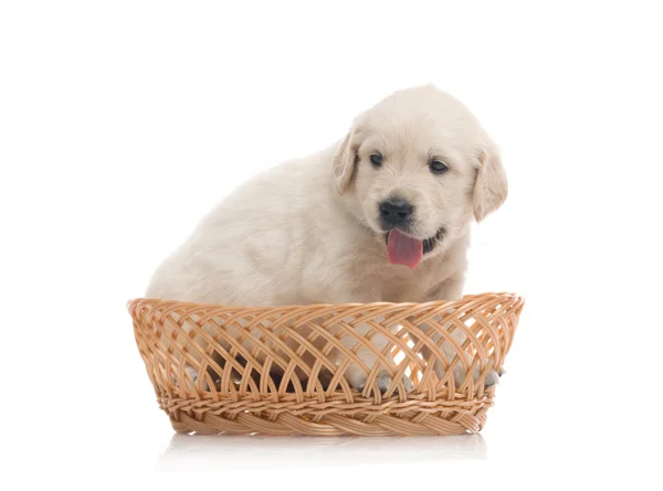 stock image Small cute golden retriever puppy, isolated on white background