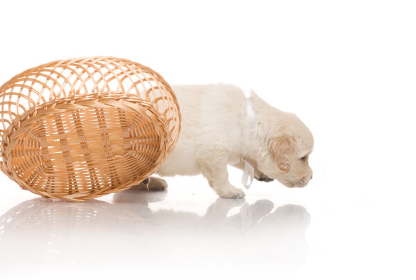 Маленький милый золотистый ретривер щенок, изолированный на белом фоне
