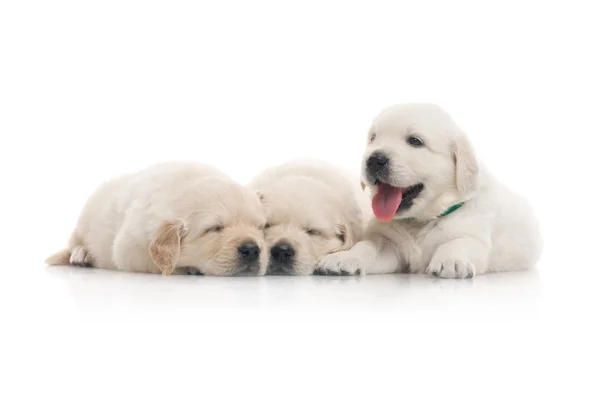 Malé roztomilé zlatý retrívr štěně, izolovaných na bílém pozadí — Stock fotografie