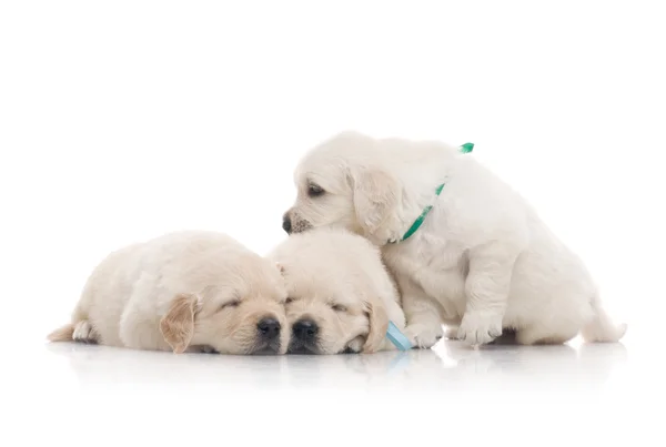Маленький милый золотистый ретривер щенок, изолированный на белом фоне — стоковое фото