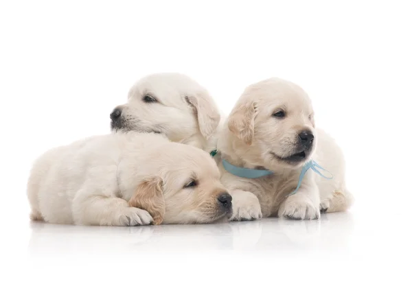 Klein schattig gouden retriever pup, geïsoleerd op witte achtergrond — Stockfoto