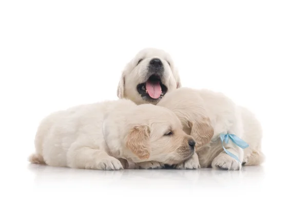 小さなかわいいゴールデン ・ リトリーバーの子犬は、白い背景で隔離 — ストック写真
