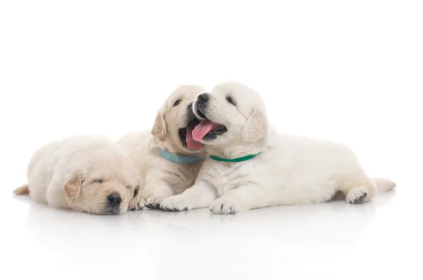 Маленький милый золотистый ретривер щенок, изолированный на белом фоне — стоковое фото