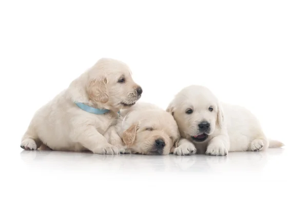 Malé roztomilé zlatý retrívr štěně, izolovaných na bílém pozadí — Stock fotografie