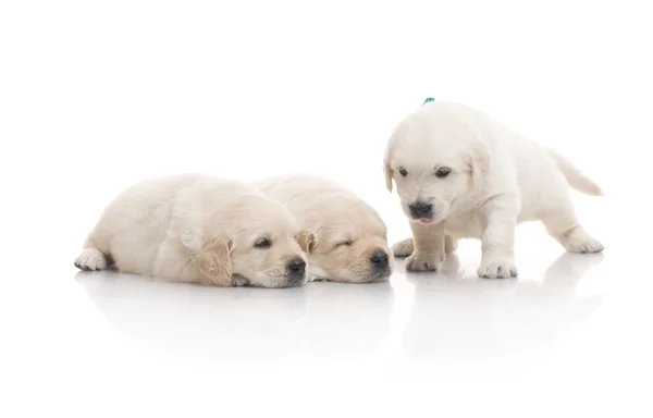 Pequeno filhote de cachorro bonito golden retriever, isolado no fundo branco — Fotografia de Stock